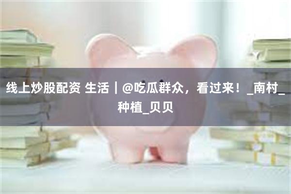 线上炒股配资 生活｜@吃瓜群众，看过来！_南村_种植_贝贝