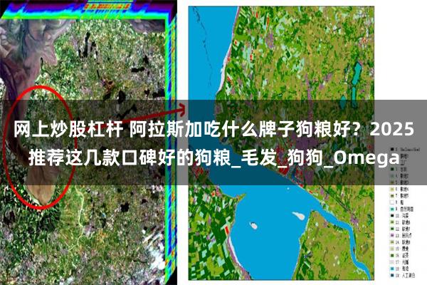 网上炒股杠杆 阿拉斯加吃什么牌子狗粮好？2025推荐这几款口碑好的狗粮_毛发_狗狗_Omega